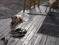 The dogs will guard your fish while you have a quick beer